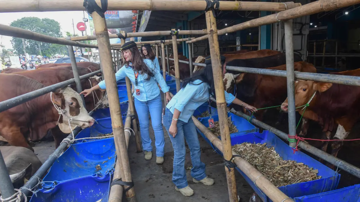 Sales Promotion Girl (SPG) berpakaian ala Pramugari mendata sapi kurban di Mal Hewan Kurban H. Doni, Jalan Akses UI, Kelapa Dua, Depok, Jawa Barat. (Dery Ridwansah/ JawaPos.com)