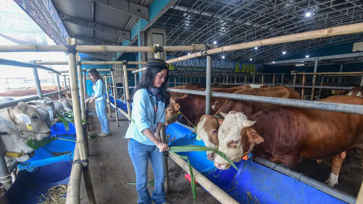 Sales Promotion Girl (SPG) berpakaian ala Pramugari mendata sapi kurban di Mal Hewan Kurban H. Doni, Jalan Akses UI, Kelapa Dua, Depok, Jawa Barat. (Dery Ridwansah/ JawaPos.com)
