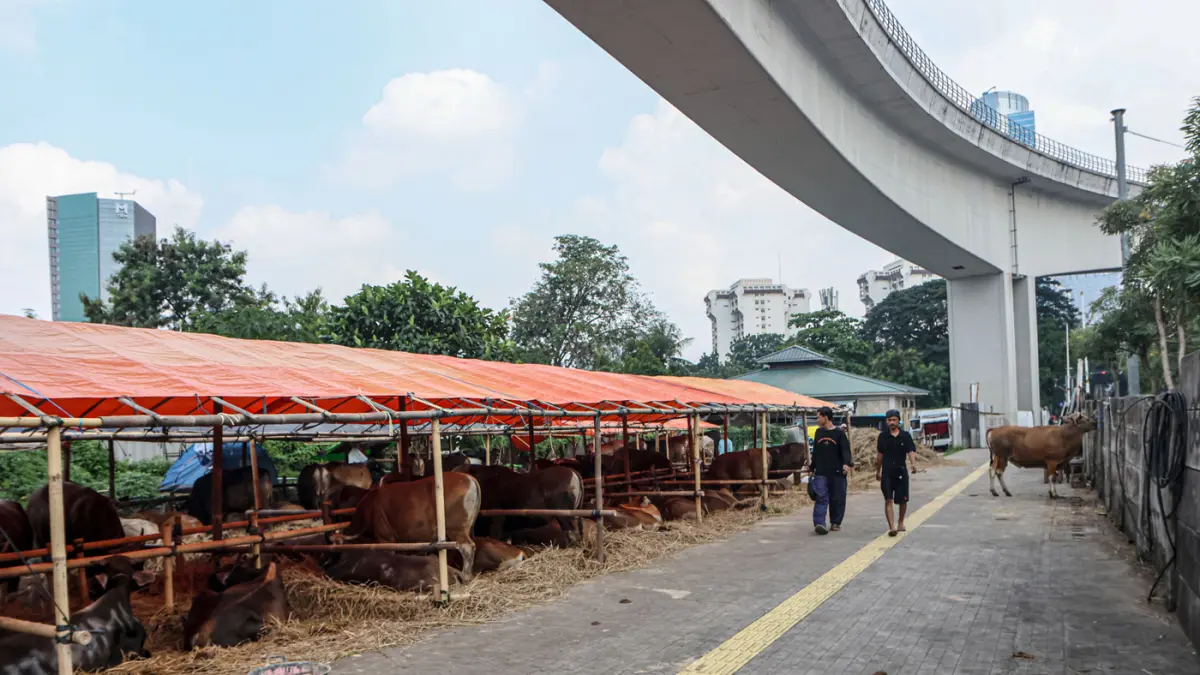 Sapi kurban yang di jual di pinggir jalan Gatot Subroto, Jakarta, Selasa (12/05/2026). (Hanung Hambara/Jawa Pos)