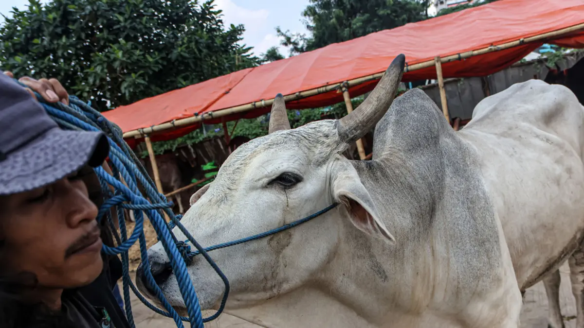 Sapi kurban yang di jual di pinggir jalan Gatot Subroto, Jakarta, Selasa (12/05/2026). (Hanung Hambara/Jawa Pos)