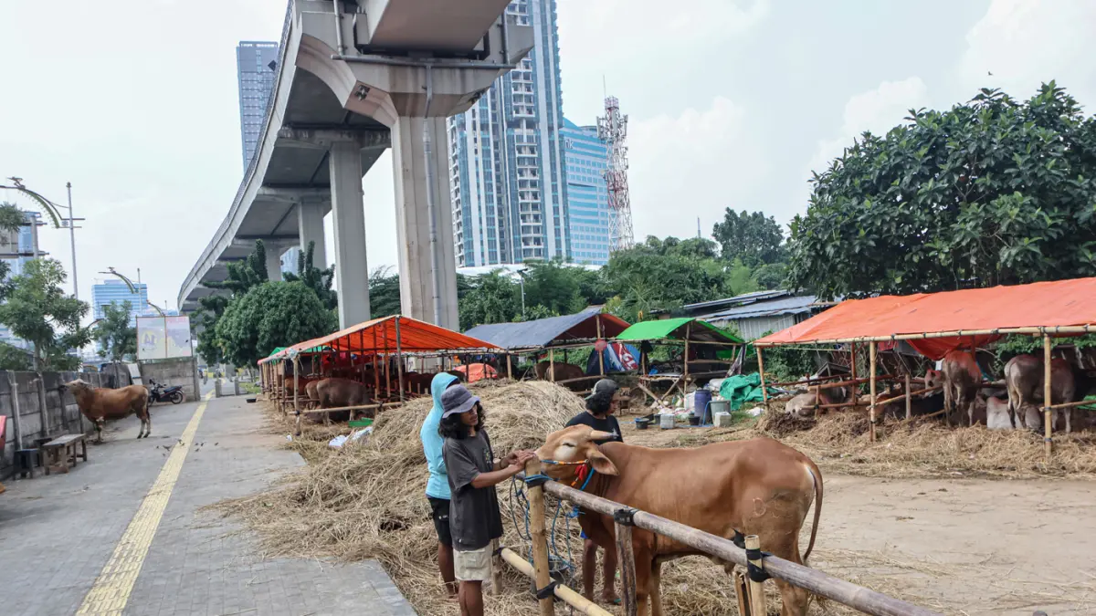 Sapi kurban yang di jual di pinggir jalan Gatot Subroto, Jakarta, Selasa (12/05/2026). (Hanung Hambara/Jawa Pos)