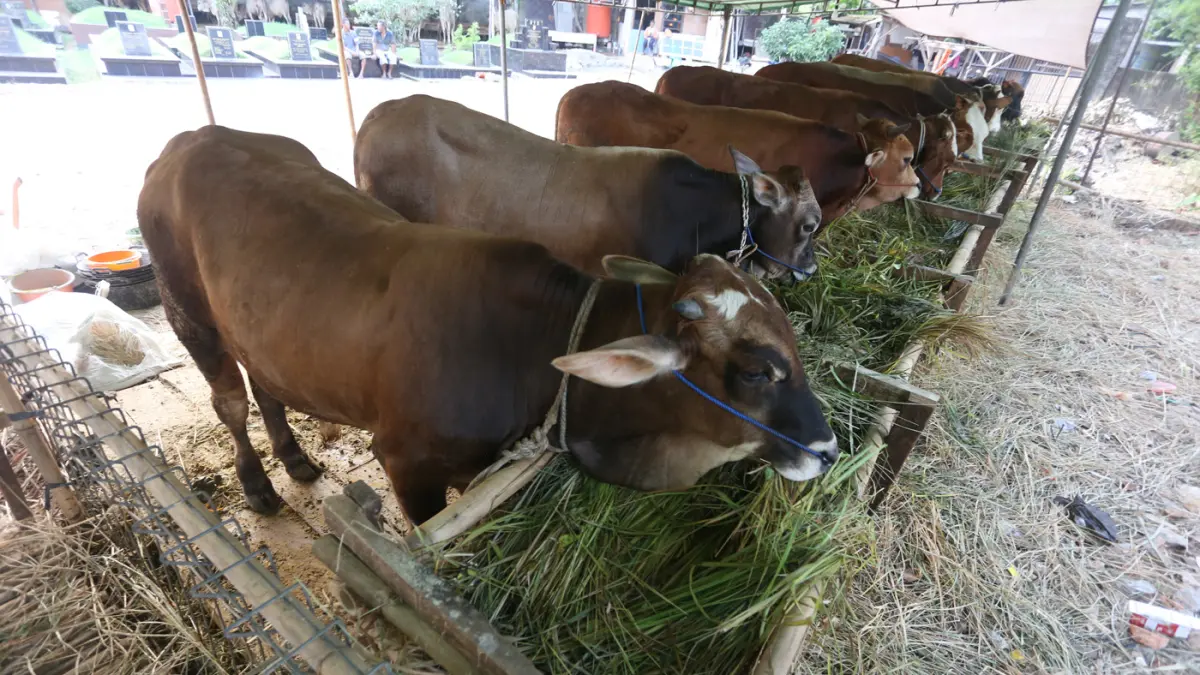 Sapi kurban yang dijual di salah satu lapak sentra penjualan hewan kurban di kawasan Tanah Kusir, Jakarta Selatan, Rabu (13/5/2026). (Dery Ridwansah/ JawaPos.com)