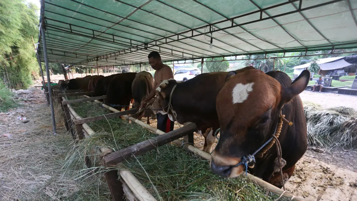 Sapi kurban yang dijual di salah satu lapak sentra penjualan hewan kurban di kawasan Tanah Kusir, Jakarta Selatan, Rabu (13/5/2026). (Dery Ridwansah/ JawaPos.com)