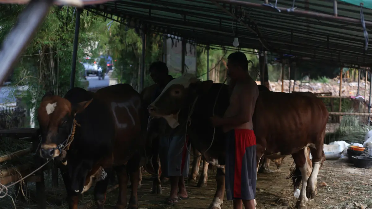 Sapi kurban yang dijual di salah satu lapak sentra penjualan hewan kurban di kawasan Tanah Kusir, Jakarta Selatan, Rabu (13/5/2026). (Dery Ridwansah/ JawaPos.com)