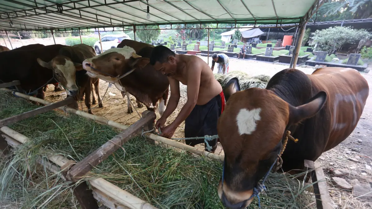 Sapi kurban yang dijual di salah satu lapak sentra penjualan hewan kurban di kawasan Tanah Kusir, Jakarta Selatan, Rabu (13/5/2026). (Dery Ridwansah/ JawaPos.com)