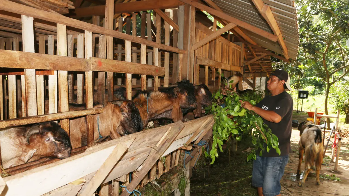 Embikan kambing bersahut-sahutan memenuhi kandang Omah Alas Kandri, Semarang, Jumat (15/5/2026). (Nur Chamim/Jawa Pos Radar Semarang)