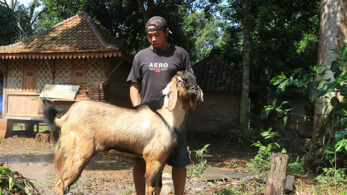 Embikan kambing bersahut-sahutan memenuhi kandang Omah Alas Kandri, Semarang, Jumat (15/5/2026). (Nur Chamim/Jawa Pos Radar Semarang)