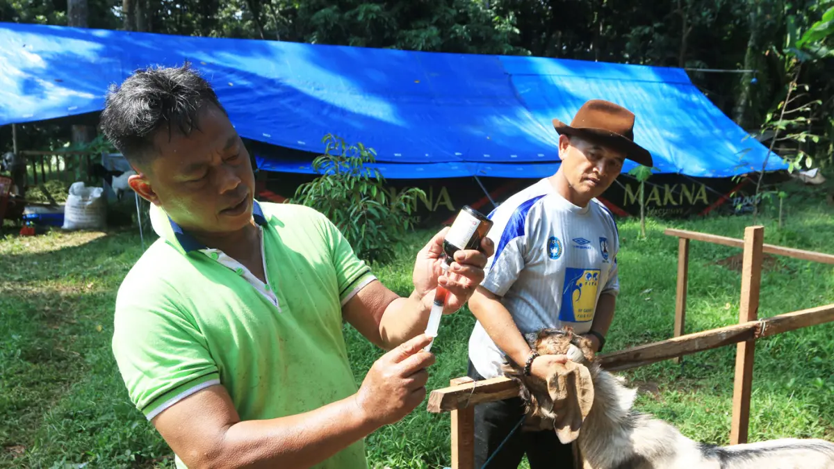 Embikan kambing bersahut-sahutan memenuhi kandang Omah Alas Kandri, Semarang, Jumat (15/5/2026). (Nur Chamim/Jawa Pos Radar Semarang)