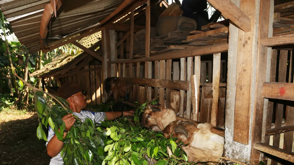 Embikan kambing bersahut-sahutan memenuhi kandang Omah Alas Kandri, Semarang, Jumat (15/5/2026). (Nur Chamim/Jawa Pos Radar Semarang)