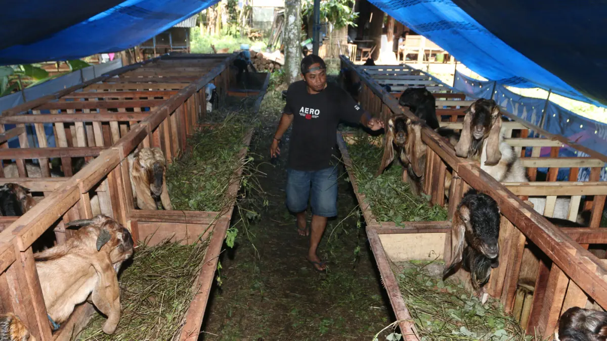 Embikan kambing bersahut-sahutan memenuhi kandang Omah Alas Kandri, Semarang, Jumat (15/5/2026). (Nur Chamim/Jawa Pos Radar Semarang)