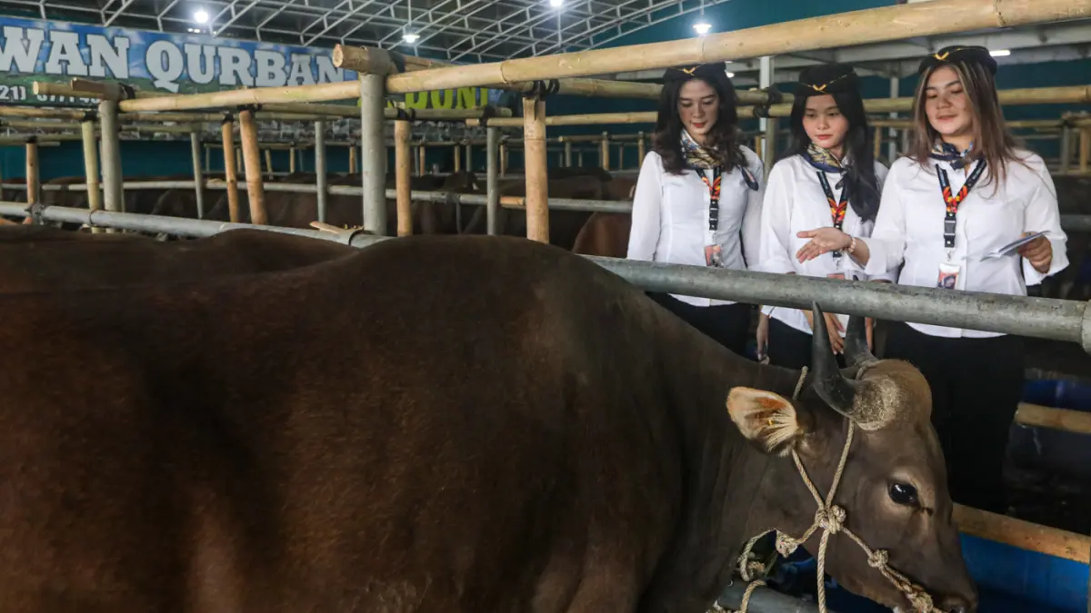 Sales Promotion Girl (SPG) berpakaian ala pramugari mendata sapi yang dijual di Mal Hewan Kurban H. Doni, Jalan Akses UI, Kelapa Dua, Depok, Jawa Barat, Jumat (15/5/2026). (Salman Toyibi/Jawa Pos