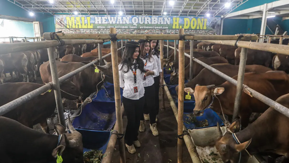 Sales Promotion Girl (SPG) berpakaian ala pramugari mendata sapi yang dijual di Mal Hewan Kurban H. Doni, Jalan Akses UI, Kelapa Dua, Depok, Jawa Barat, Jumat (15/5/2026). (Salman Toyibi/Jawa Pos