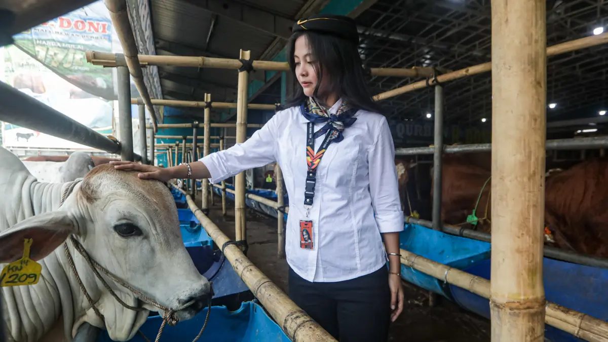 Sales Promotion Girl (SPG) berpakaian ala pramugari mendata sapi yang dijual di Mal Hewan Kurban H. Doni, Jalan Akses UI, Kelapa Dua, Depok, Jawa Barat, Jumat (15/5/2026). (Salman Toyibi/Jawa Pos