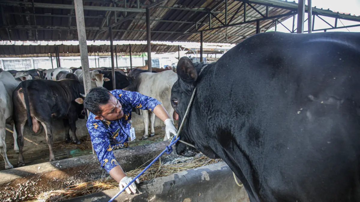Petugas kesehatan hewan memeriksa sapi bantuan Presiden di sebuah peternakan sapi di Kota Tangerang, Senin (18/05/2026). (Hanung Hambara/ Jawa Pos)
