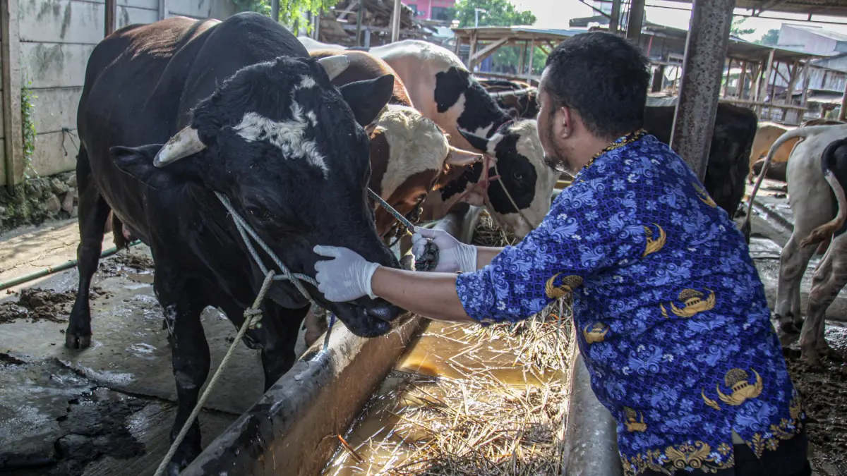 Petugas kesehatan hewan memeriksa sapi bantuan Presiden di sebuah peternakan sapi di Kota Tangerang, Senin (18/05/2026). (Hanung Hambara/ Jawa Pos)