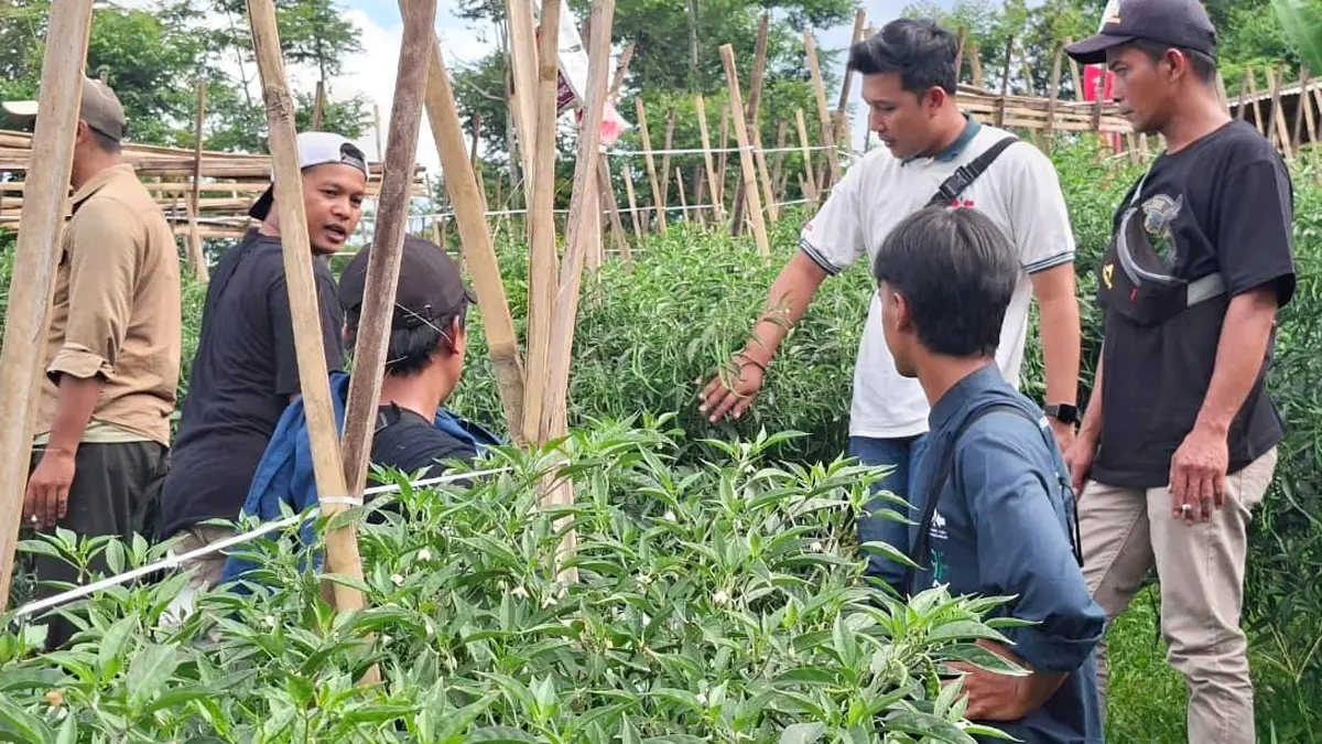 Antisipasi dan Langkah Petani Hadapi Kemarau Panjang untuk Jaga Poduksi Budidaya Pertanian - Image