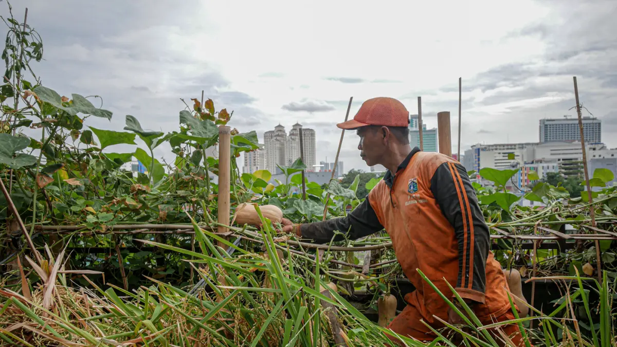 Petugas Penanganan Prasarana dan Sarana Umum (PPSU) Kelurahan Tangki bersama PKK dan warga setempat memanfaatkan area rooftop kantor kelurahan menjadi kawasan Urban Farming di area rooftop Kantor Keluran Tangki, Rabu (20/05/2026). (Hanung Hambara/Jawa Pos