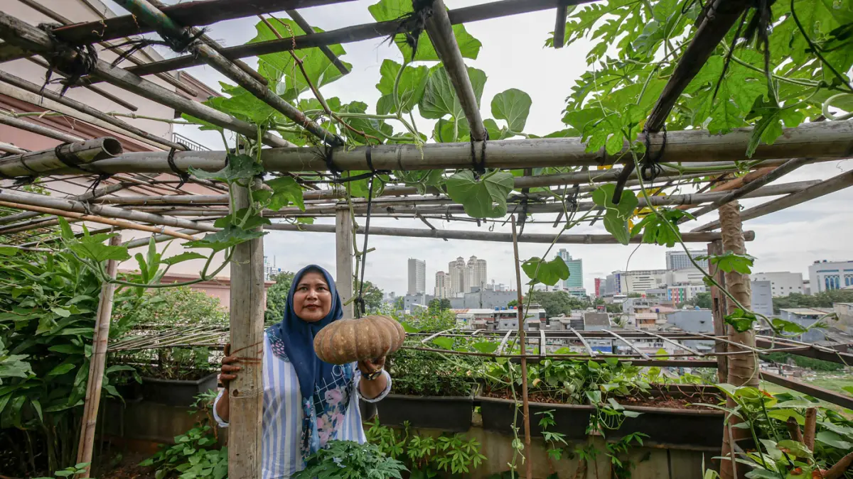 Petugas Penanganan Prasarana dan Sarana Umum (PPSU) Kelurahan Tangki bersama PKK dan warga setempat memanfaatkan area rooftop kantor kelurahan menjadi kawasan Urban Farming di area rooftop Kantor Keluran Tangki, Rabu (20/05/2026). (Hanung Hambara/Jawa Pos