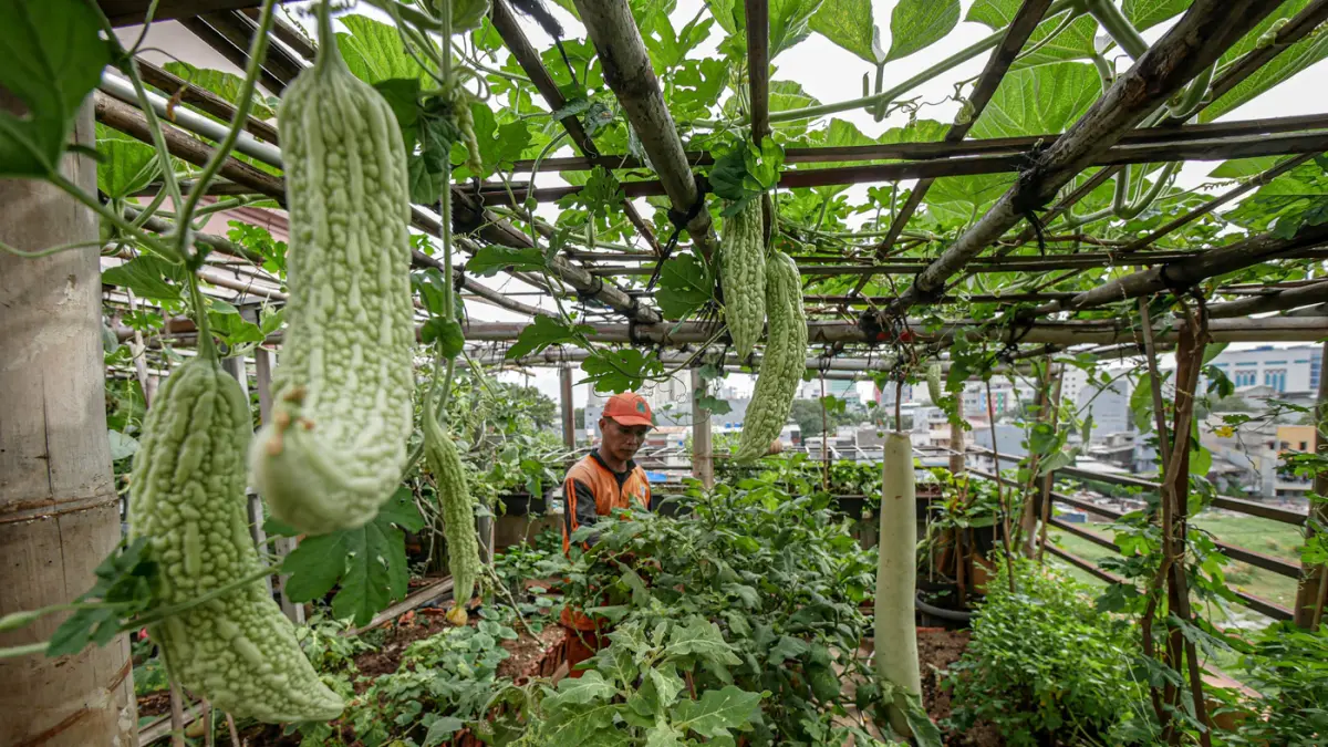 Urban Farming di Rooftop - Image