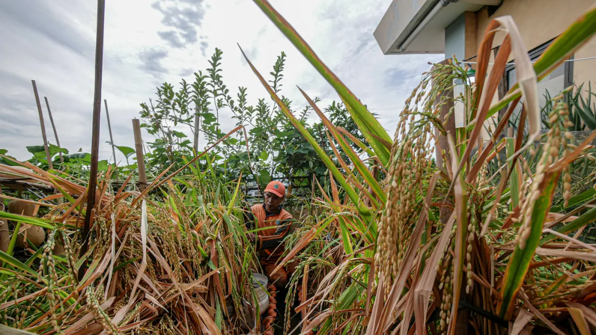 Petugas Penanganan Prasarana dan Sarana Umum (PPSU) Kelurahan Tangki bersama PKK dan warga setempat memanfaatkan area rooftop kantor kelurahan menjadi kawasan Urban Farming di area rooftop Kantor Keluran Tangki, Rabu (20/05/2026). (Hanung Hambara/Jawa Pos