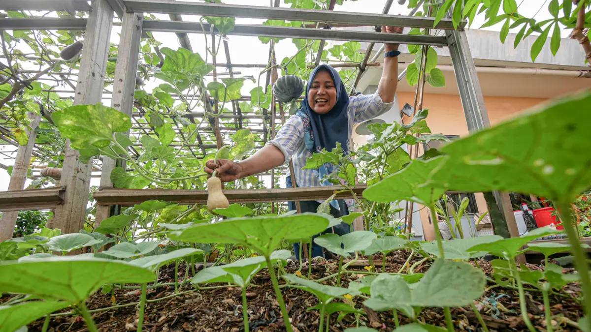 Petugas Penanganan Prasarana dan Sarana Umum (PPSU) Kelurahan Tangki bersama PKK dan warga setempat memanfaatkan area rooftop kantor kelurahan menjadi kawasan Urban Farming di area rooftop Kantor Keluran Tangki, Rabu (20/05/2026). (Hanung Hambara/Jawa Pos