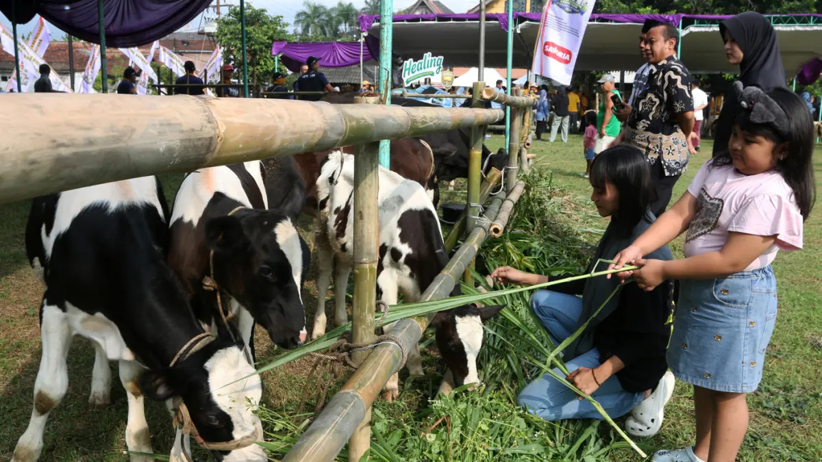 Kontes Ternak sapi dan domba dengan acara puncak berupa Kontes Domba Ekstrem dan Panen Pedet (Anak Sapi), acara ini berlangsung di Lapangan Tarubudaya, Ungaran, Kabupaten Semarang (22/5/2026). (Nur Chamim/Jawapos Radar Semarang)