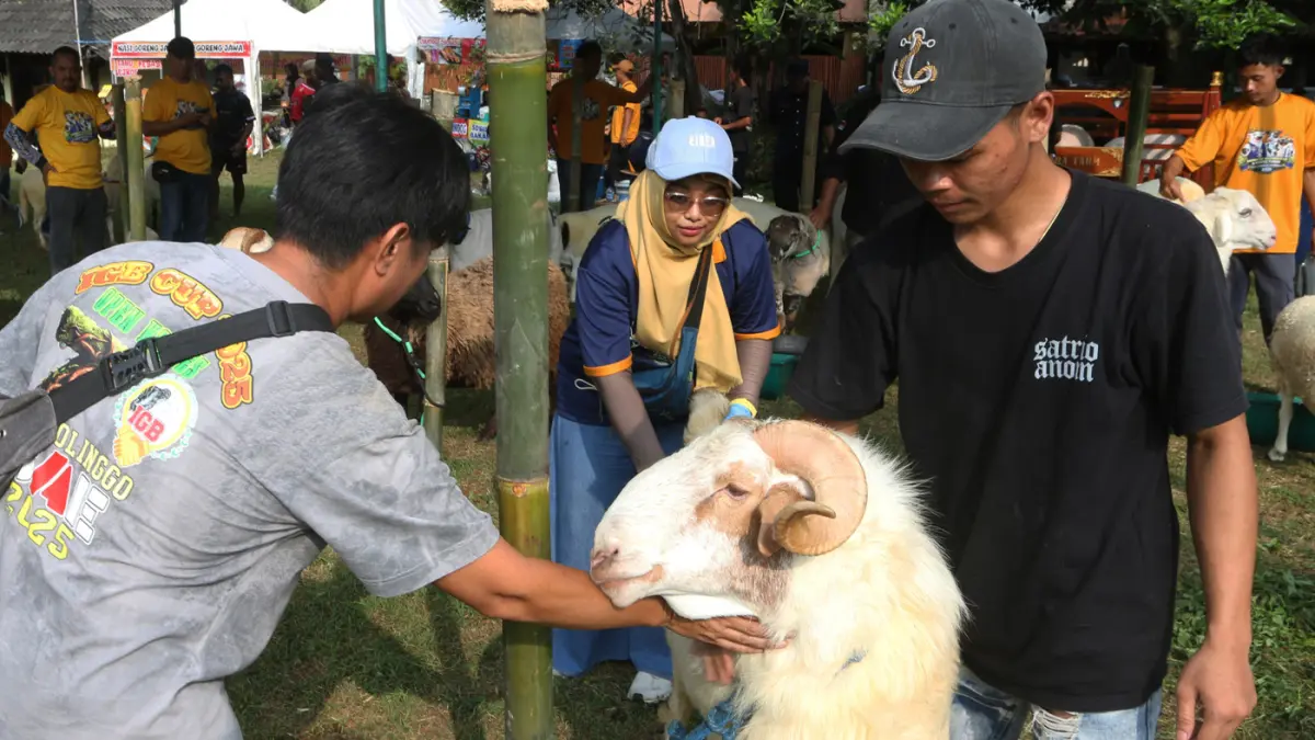 Kontes Ternak sapi dan domba dengan acara puncak berupa Kontes Domba Ekstrem dan Panen Pedet (Anak Sapi), acara ini berlangsung di Lapangan Tarubudaya, Ungaran, Kabupaten Semarang (22/5/2026). (Nur Chamim/Jawapos Radar Semarang)