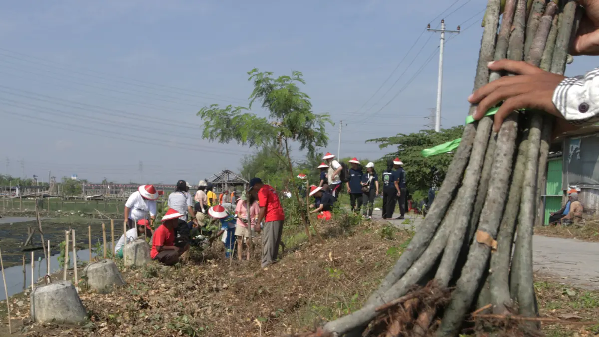 Mahasiswa bersama warga menanam 3.000 bibit mangrove di kawasan pesisir Tambakrejo, Kelurahan Tanjungmas, Semarang Utara, Minggu (24/5/2026). (Nur Chamim/Jawa Pos Radar Semarang)