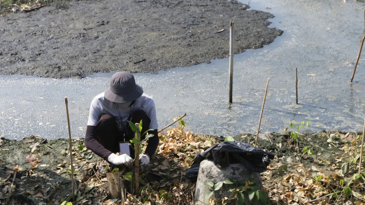 Mahasiswa bersama warga menanam 3.000 bibit mangrove di kawasan pesisir Tambakrejo, Kelurahan Tanjungmas, Semarang Utara, Minggu (24/5/2026). (Nur Chamim/Jawa Pos Radar Semarang)
