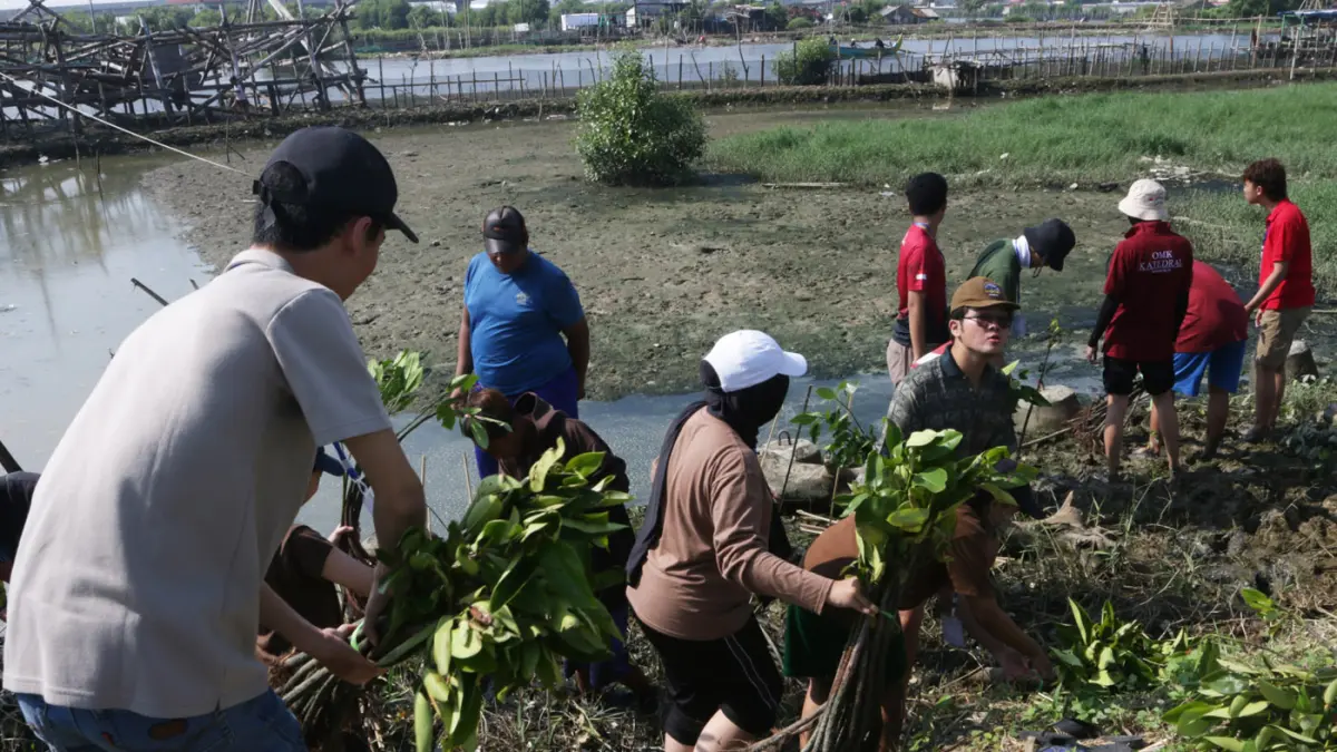 Mahasiswa bersama warga menanam 3.000 bibit mangrove di kawasan pesisir Tambakrejo, Kelurahan Tanjungmas, Semarang Utara, Minggu (24/5/2026). (Nur Chamim/Jawa Pos Radar Semarang)