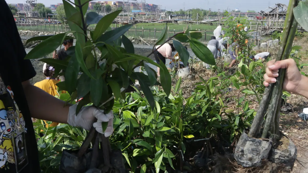 Mahasiswa bersama warga menanam 3.000 bibit mangrove di kawasan pesisir Tambakrejo, Kelurahan Tanjungmas, Semarang Utara, Minggu (24/5/2026). (Nur Chamim/Jawa Pos Radar Semarang)