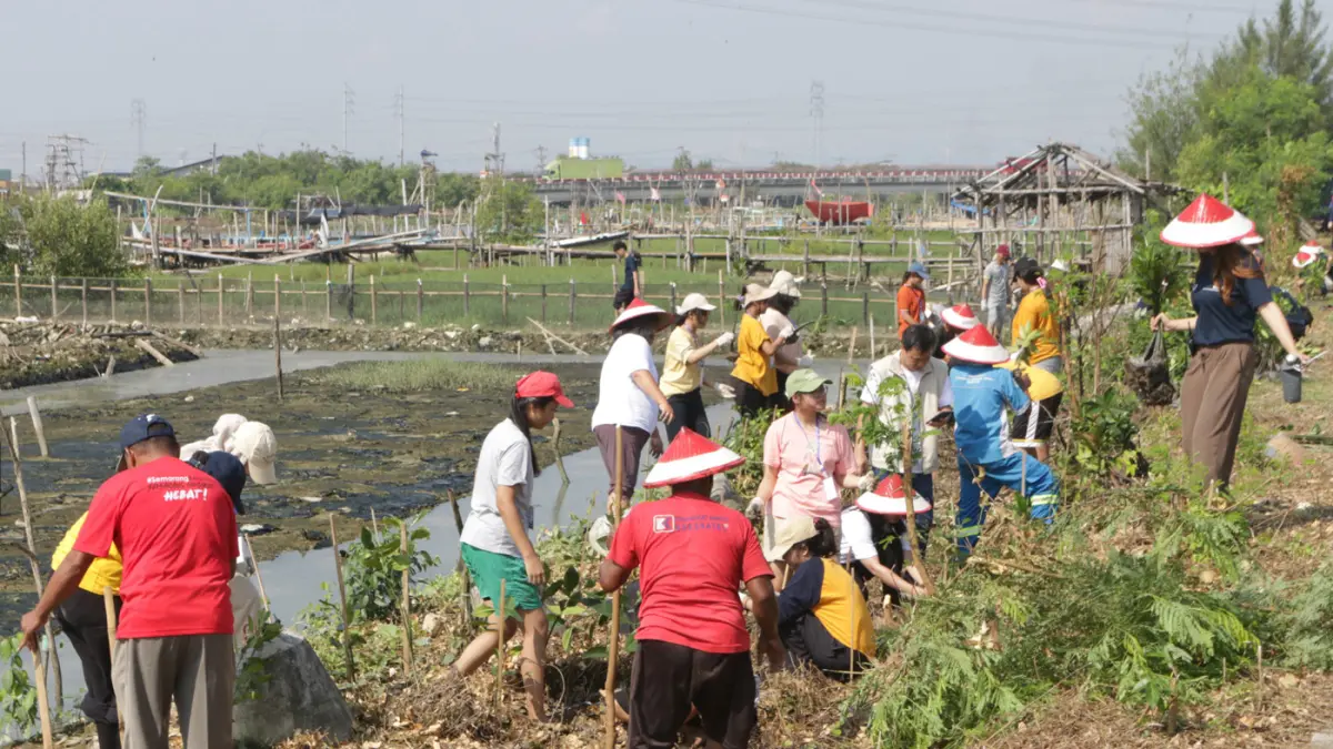 Mahasiswa bersama warga menanam 3.000 bibit mangrove di kawasan pesisir Tambakrejo, Kelurahan Tanjungmas, Semarang Utara, Minggu (24/5/2026). (Nur Chamim/Jawa Pos Radar Semarang)