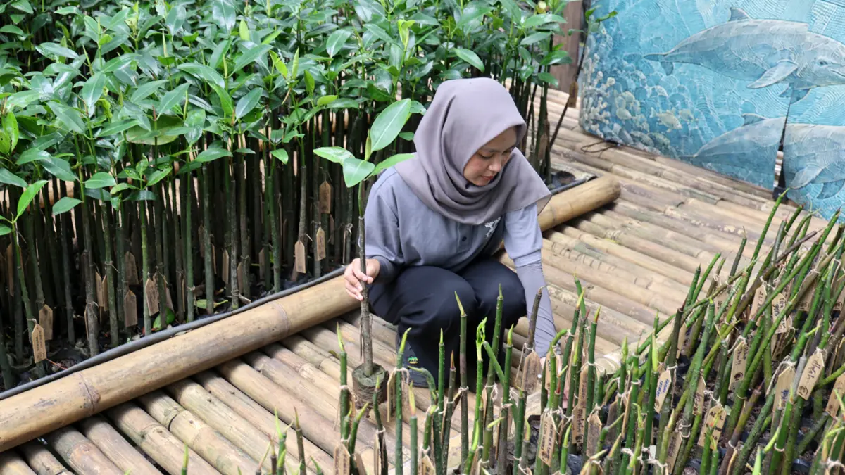 Siswa SMA dan SMK di Jakarta melakukan penanaman Mangrove di Taman Wisata Alam Angke Kapuk, Jakarta Utara, Sabtu (23/5/2026).