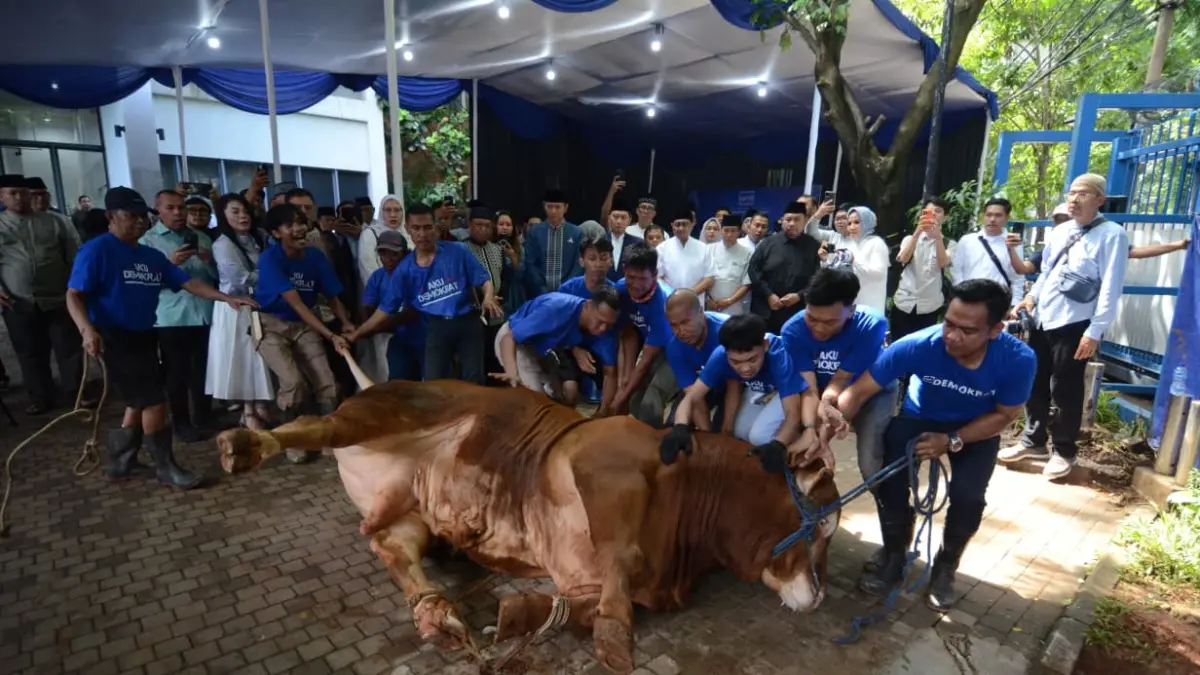 Dewan Pimpinan Pusat (DPP) Partai Demokrat akan menyembelih sebanyak 63 ekor sapi dalam peringatan Iduladha 1447 Hijriah. Sapi milik Ketua Umum, Agus Harimurti Yudhoyono (AHY) dan Ketua Majelis Tinggi Partai, Susilo Bambang Yudhoyono (SBY) turut disembeli