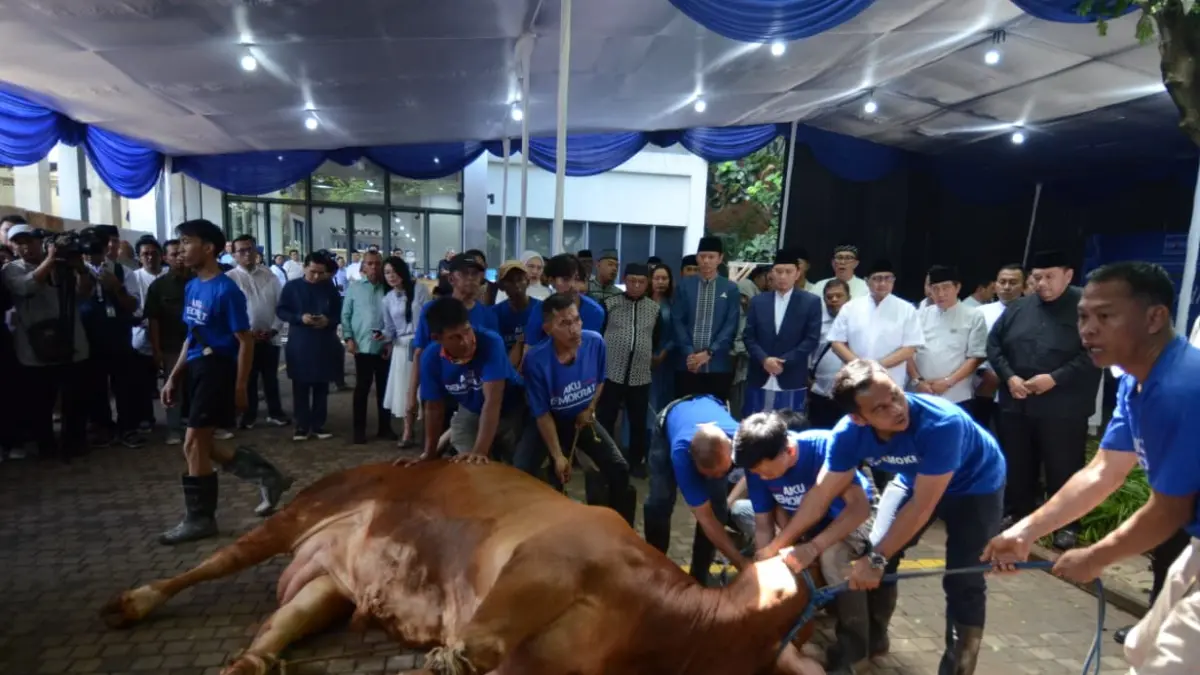 Dewan Pimpinan Pusat (DPP) Partai Demokrat akan menyembelih sebanyak 63 ekor sapi dalam peringatan Iduladha 1447 Hijriah. Sapi milik Ketua Umum, Agus Harimurti Yudhoyono (AHY) dan Ketua Majelis Tinggi Partai, Susilo Bambang Yudhoyono (SBY) turut disembeli