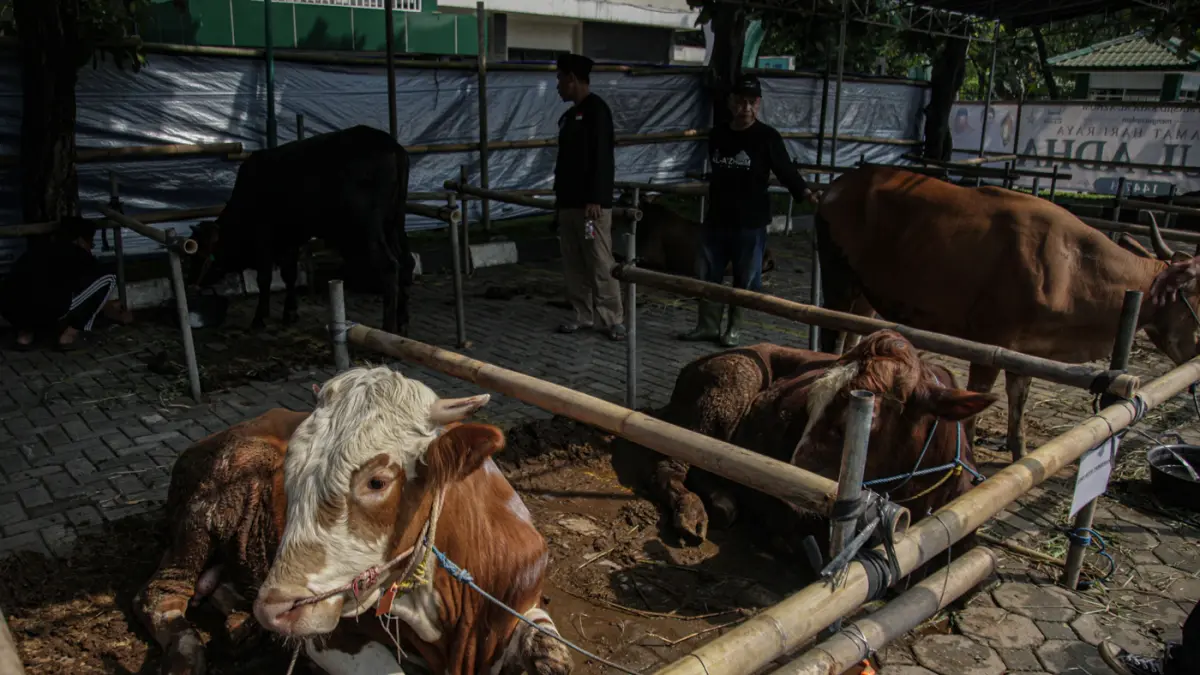 Sejumlah peanitia kurban menyembelih dan membagi daging sapi kurban di Masjid Al Azhom, Kota Tangerang, Rabu (27/05/2026). (Hanung Hambara/Jawa Pos)