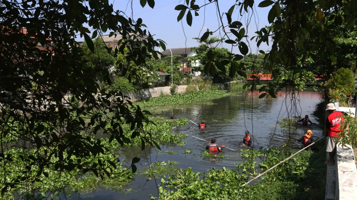 Upaya mengurangi genangan banjir di Semarang Petugas dengan menggunakan bambu membersihkan tanaman enceng gondok (Eichhornia crassipes) di sungai-sungai Kota Semarang (seperti Kali Banger atau Kali Sringin), Jawa Tengah, Senin (8/6/2026). (Nur Chamim/Jawa