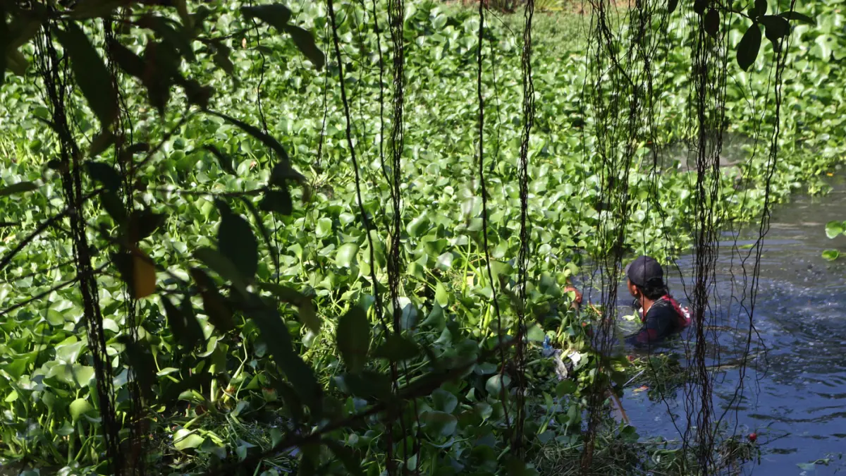 Upaya mengurangi genangan banjir di Semarang Petugas dengan menggunakan bambu membersihkan tanaman enceng gondok (Eichhornia crassipes) di sungai-sungai Kota Semarang (seperti Kali Banger atau Kali Sringin), Jawa Tengah, Senin (8/6/2026). (Nur Chamim/Jawa