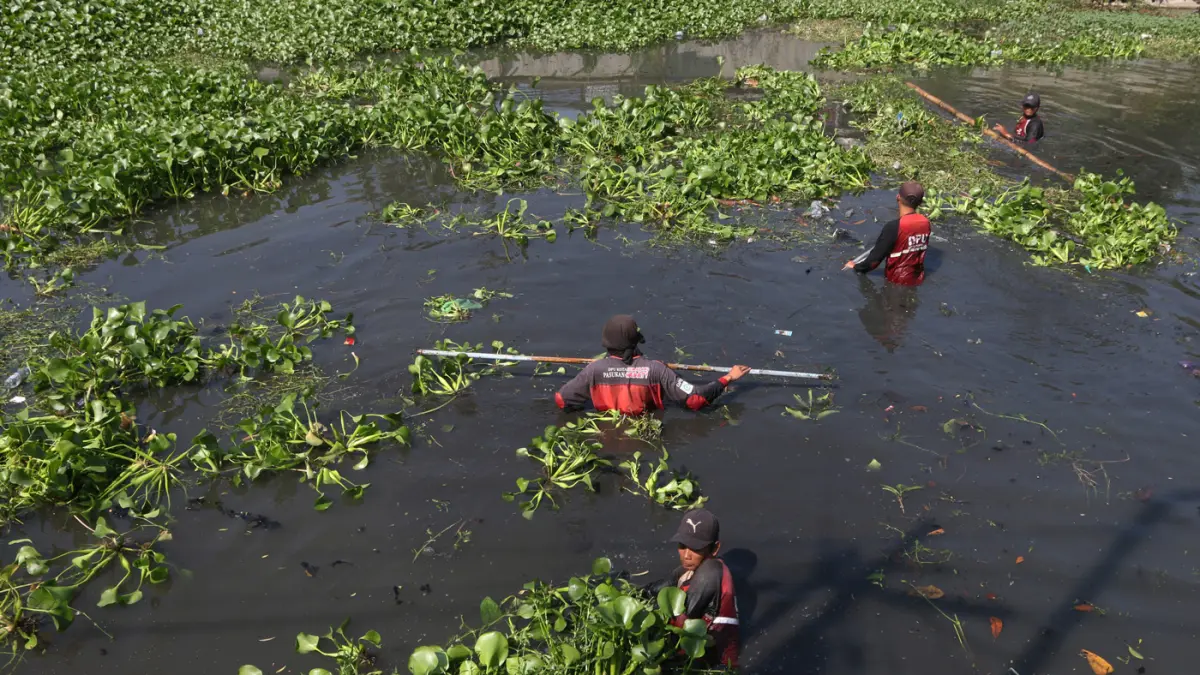 Upaya mengurangi genangan banjir di Semarang Petugas dengan menggunakan bambu membersihkan tanaman enceng gondok (Eichhornia crassipes) di sungai-sungai Kota Semarang (seperti Kali Banger atau Kali Sringin), Jawa Tengah, Senin (8/6/2026). (Nur Chamim/Jawa