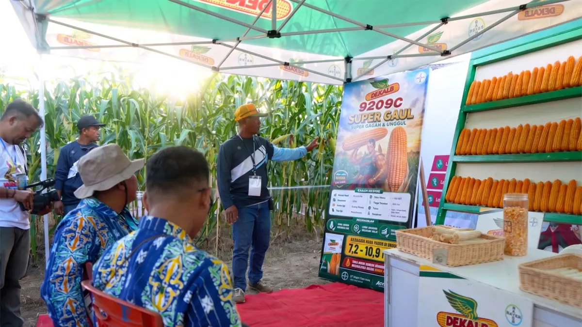 Penyuluh pertanian dari Bayer sedang menjelaskan keunggulan berbagai varietas benih jagung Bayer kepada kelompok tani di lahan demplot PENAS Petani Nelayan XVII di Kabupaten Gorontalo, Sabtu (20/6).