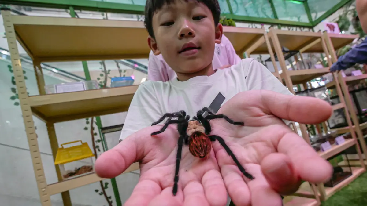 Sejumlah pengunjung mencoba sensai memegang serangga dan kupu-kupu di House of the Jungle di Mall Ciputra Jakarta, Sabtu (20/06/2026). (Hanung Hambara/Jawa Pos)