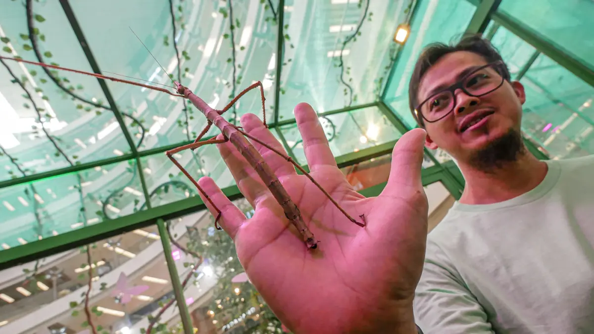 Sejumlah pengunjung mencoba sensai memegang serangga dan kupu-kupu di House of the Jungle di Mall Ciputra Jakarta, Sabtu (20/06/2026). (Hanung Hambara/Jawa Pos)