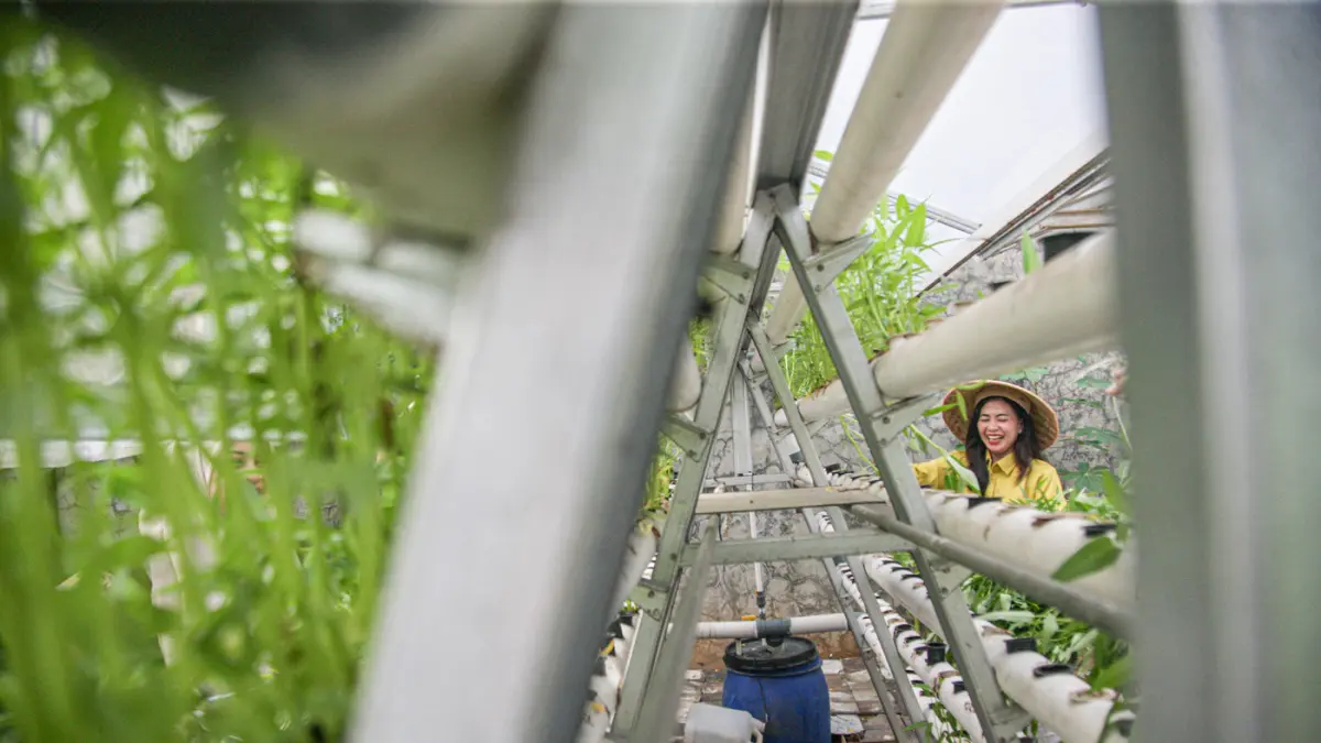 Sejumlah anggota Kelompok Wanita Tani (KWT) Green Growth Verina memanen sayuran kakngkung kidroponik di Perumahan Verina, Graha Raya, Kota Tangerang, Jumat (26/06/2026). (Hanung Hambara/Jawa Pos)