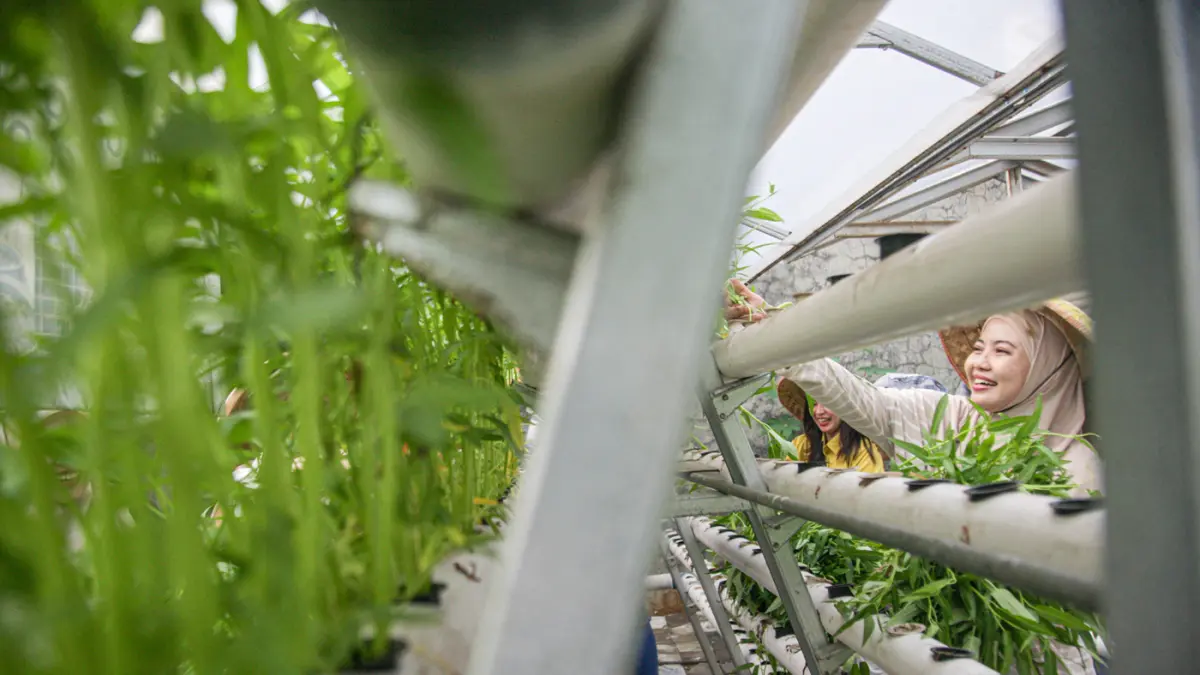 Sejumlah anggota Kelompok Wanita Tani (KWT) Green Growth Verina memanen sayuran kakngkung kidroponik di Perumahan Verina, Graha Raya, Kota Tangerang, Jumat (26/06/2026). (Hanung Hambara/Jawa Pos)