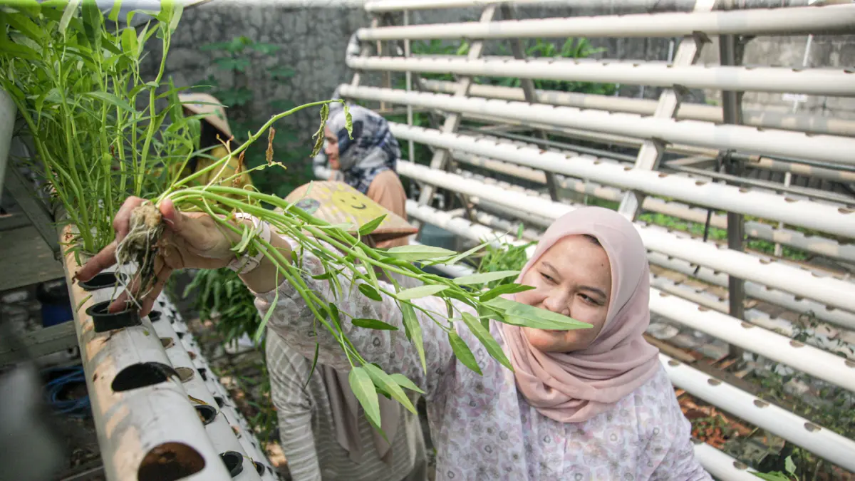 Sejumlah anggota Kelompok Wanita Tani (KWT) Green Growth Verina memanen sayuran kakngkung kidroponik di Perumahan Verina, Graha Raya, Kota Tangerang, Jumat (26/06/2026). (Hanung Hambara/Jawa Pos)