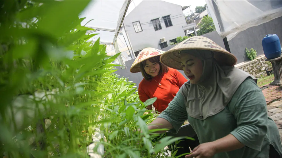 Sejumlah anggota Kelompok Wanita Tani (KWT) Green Growth Verina memanen sayuran kakngkung kidroponik di Perumahan Verina, Graha Raya, Kota Tangerang, Jumat (26/06/2026). (Hanung Hambara/Jawa Pos)
