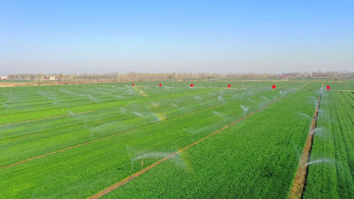 Sistem irigasi sprinkler tegak menyiram tanaman gandum di lahan pertanian koperasi di Qingdao, Provinsi Shandong, Tiongkok timur. / Foto: (People's Daily Online) - Image