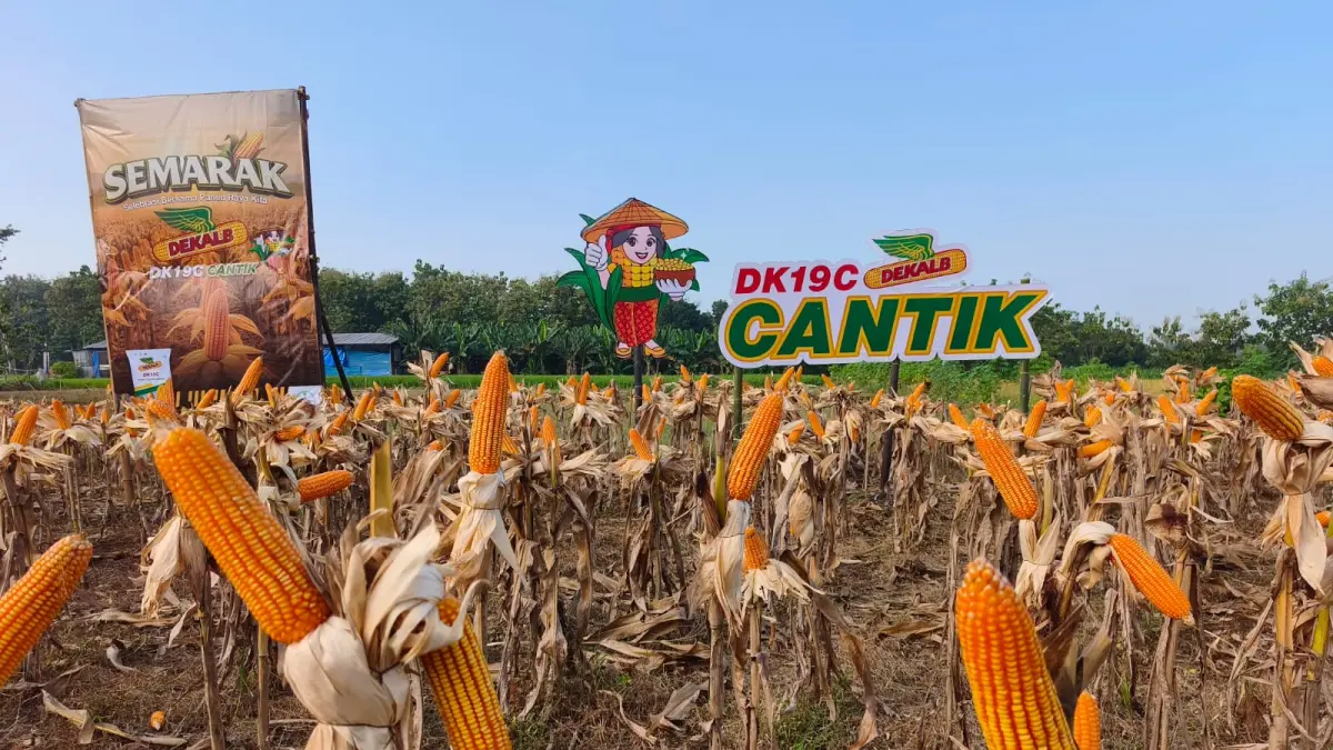 lahan demo benih jagung hibrida Dekalb DK19C