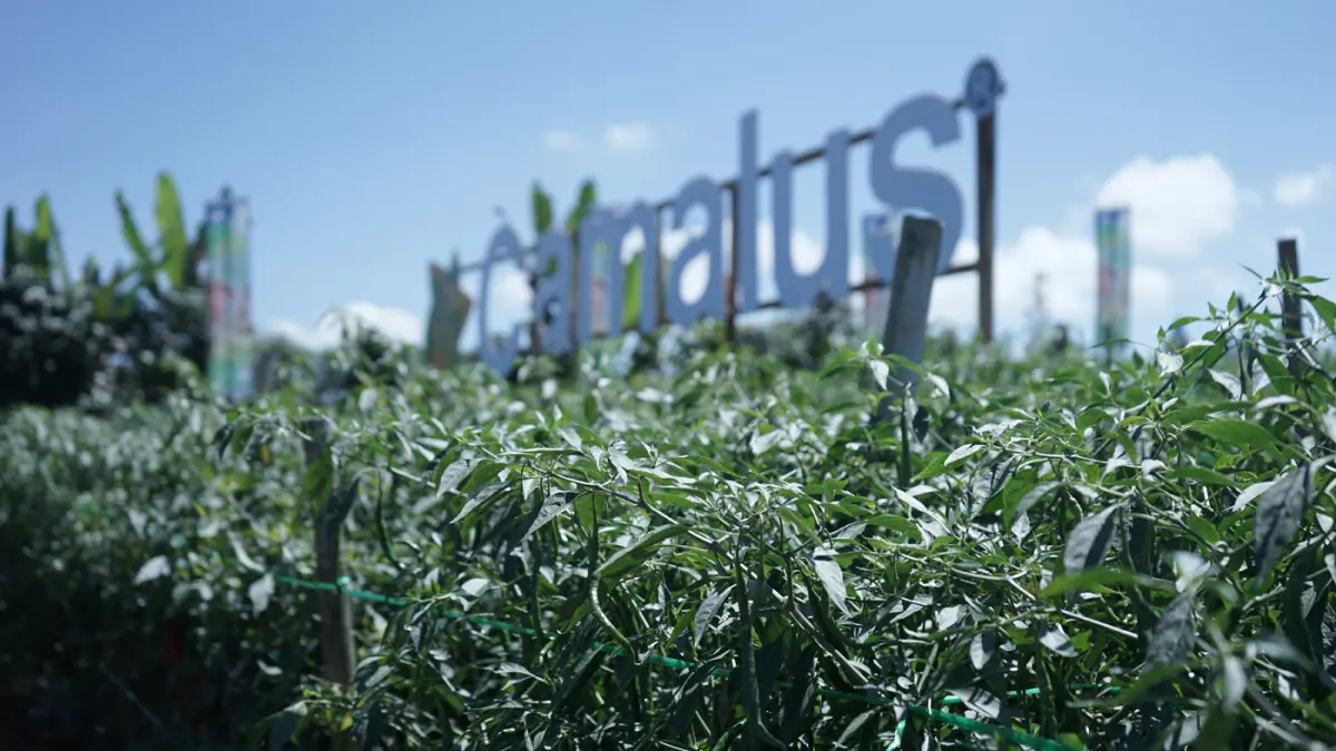 lahan demplot holtikultura yang telah mendapatkan perlindungan dual mode of action Camalus dari Bayer di Desa Mardinding, Kabupaten Simalungun, Sumatra Utara.
