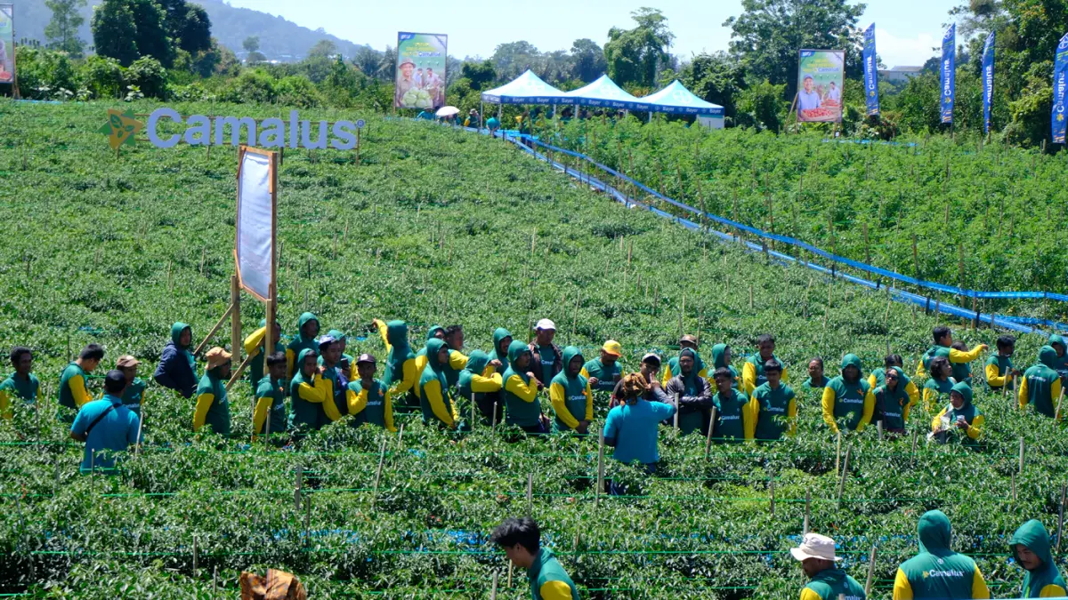 Para petani melihat langsung lahan demplot holtikultura yang telah mendapatkan perlindungan dual mode of action Camalus dari Bayer di Desa Mardinding, Kabupaten Simalungun, Sumatra Utara.